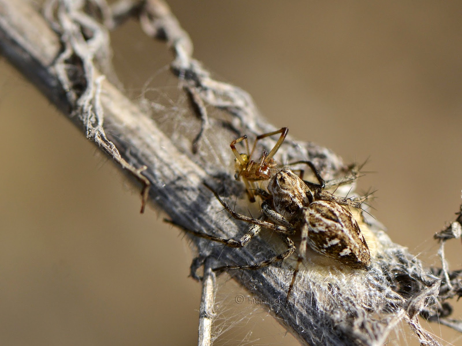 Macrophoto plaisir passion: Belle araignée-lynx, Oxyopes sp.