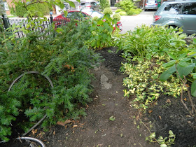Toronto garden clean up Davisville after Paul Jung Gardening Services