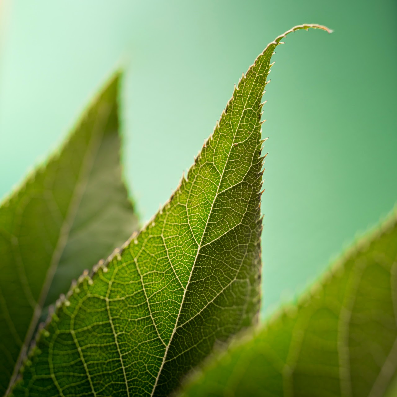 Photography pt.31 ~ Inspiration photography