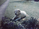 A dog called Buxton ( RIP )