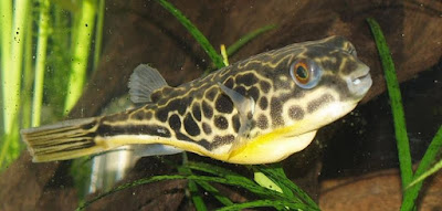 Giant freshwater pufferfish