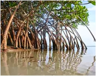 Manfaat Pohon Bakau Atau Hutan Mangrove