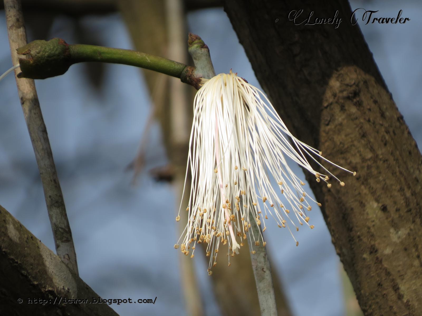 Shaving brush tree Pseudobombax ellipticum
