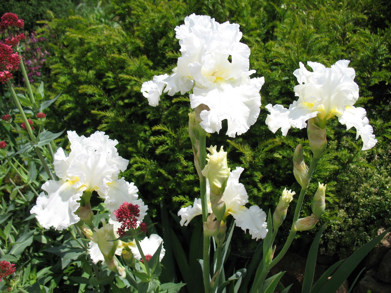 Roses du jardin Chêneland Fleurs blanches du mois de mai