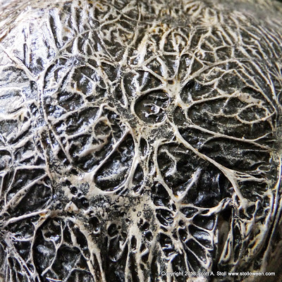 PUMPKINROT.COM: The Blog: Textures