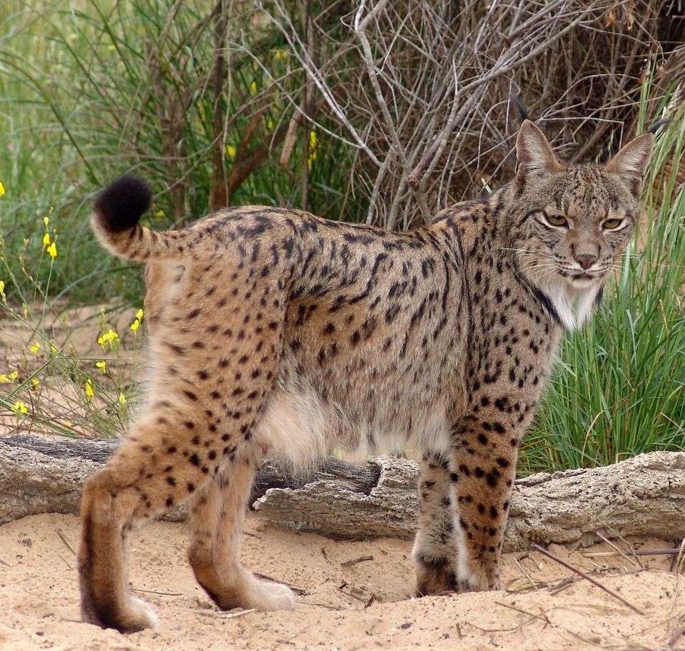 Abe's Animals Earth's most endangered small wild cats