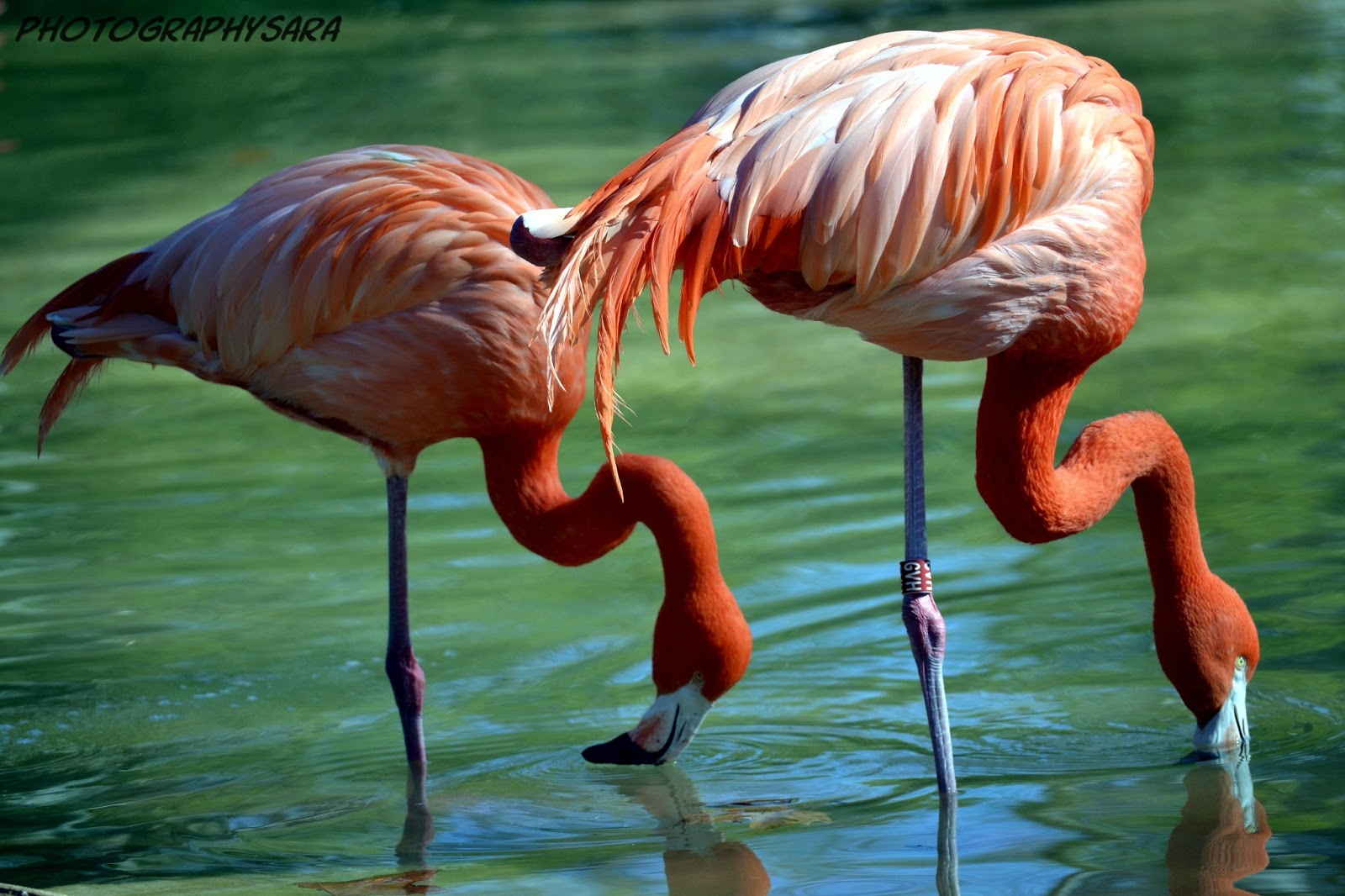 Bioanimal: La vida en rosa
