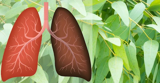 15 Plantes et herbes qui peuvent améliorer la santé pulmonaire et guérir les infections respiratoires