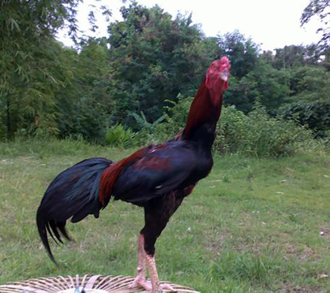 PSHT SIDOARJO: Ayam Jago