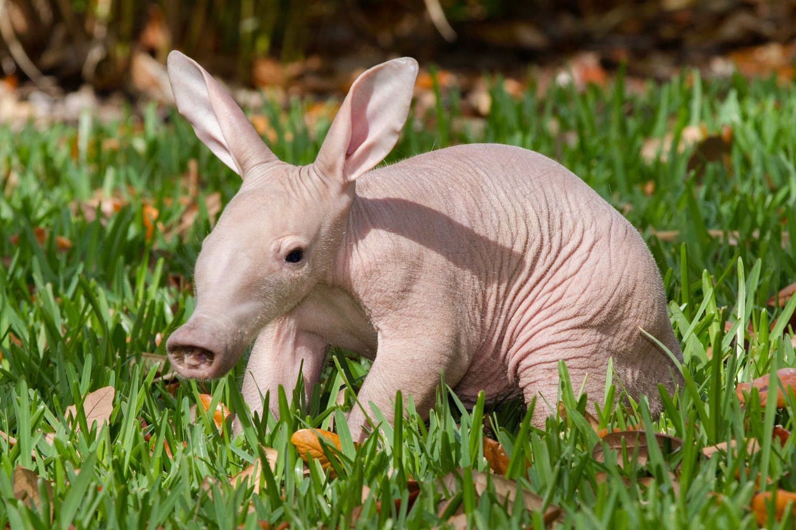 White Wolf : Newborn aardvark joins Busch Gardens family ...