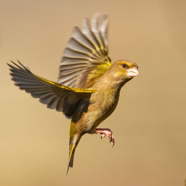 Bird In Everything: Green Finch Bird