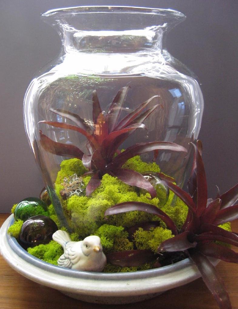 rosekraft Burgundy Bromeliad Terrarium