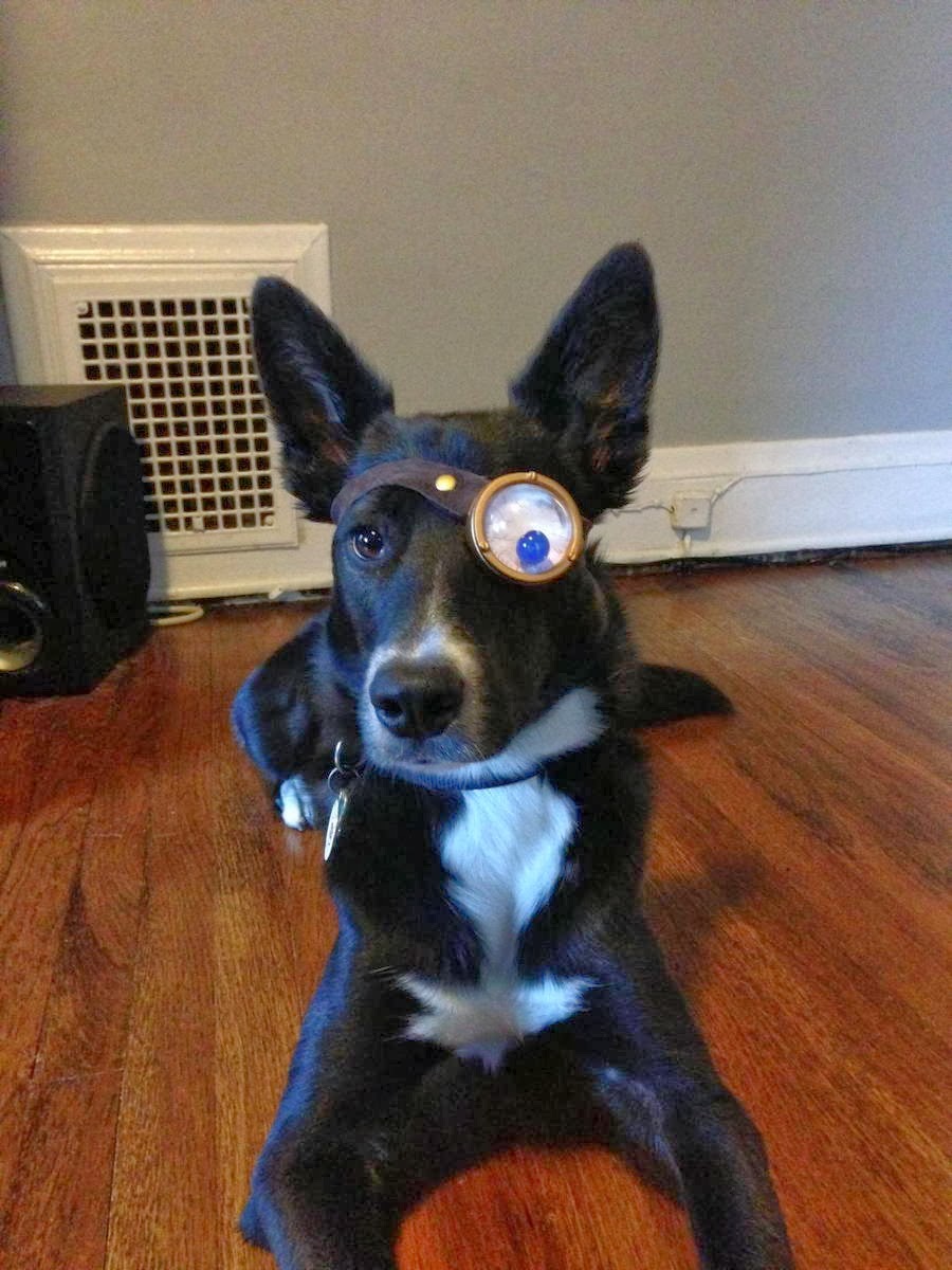 Cute dogs - part 11 (50 pics), dog wearing monocle
