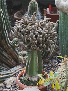 kaktus szczepiony