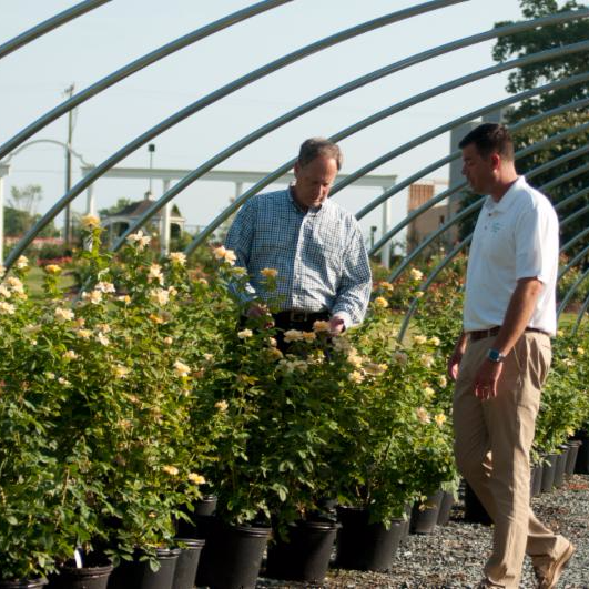 Durham Council of Garden Clubs Witherspoon Rose Culture on the Move in