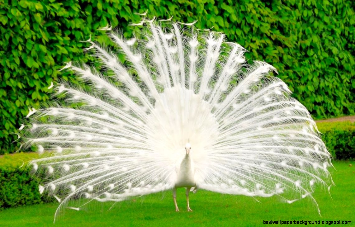 20 Beautiful Pictures Of White Peacocks