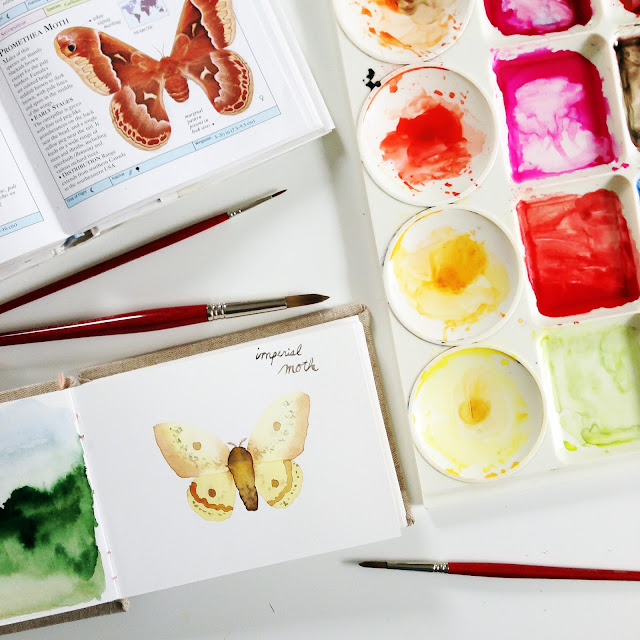 moths, imperial moth, sketchbook, watercolor sketchbook, nature sketchbook, watercolor, Anne Butera, My Giant Strawberry