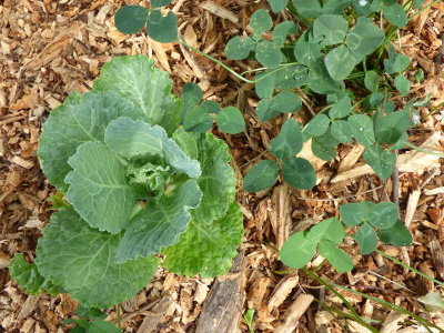 Savoy cabbage and clover mulched with wood chips.