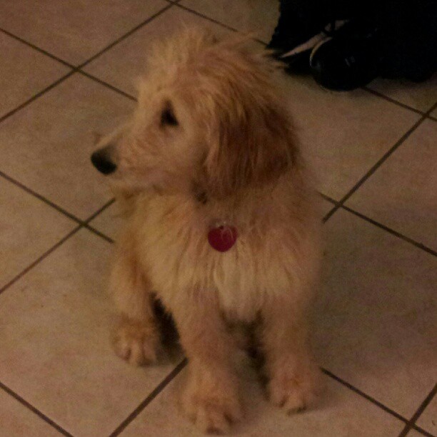 Our new baby Dougie the Goldendoodle