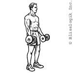 Dumbbell Bicep Curl