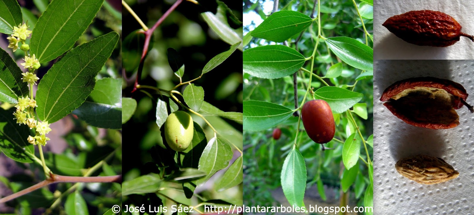 semillas de azufaifo dulce de frutas frescas SVI 5pcs para plantar verde rojo 1 