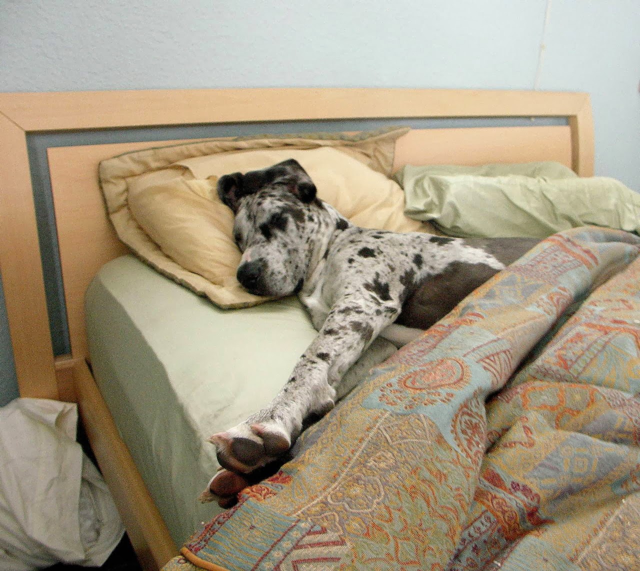 Cute dogs - part 11 (50 pics), dog sleeps in bed