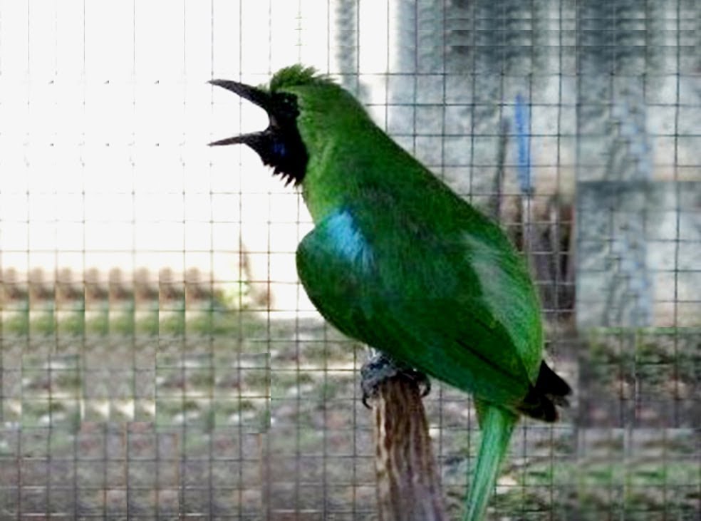 Daftar iHargai Burung iCucaki iIjoi Terbaru 2019 Andi Kicau Alam