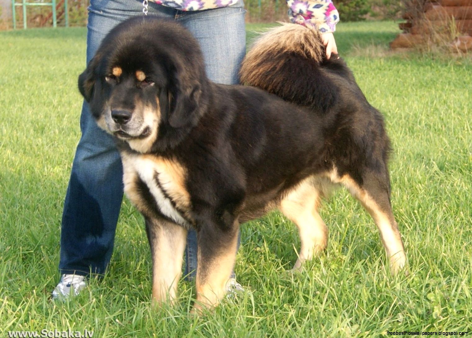Tibetan Mastiff Puppies