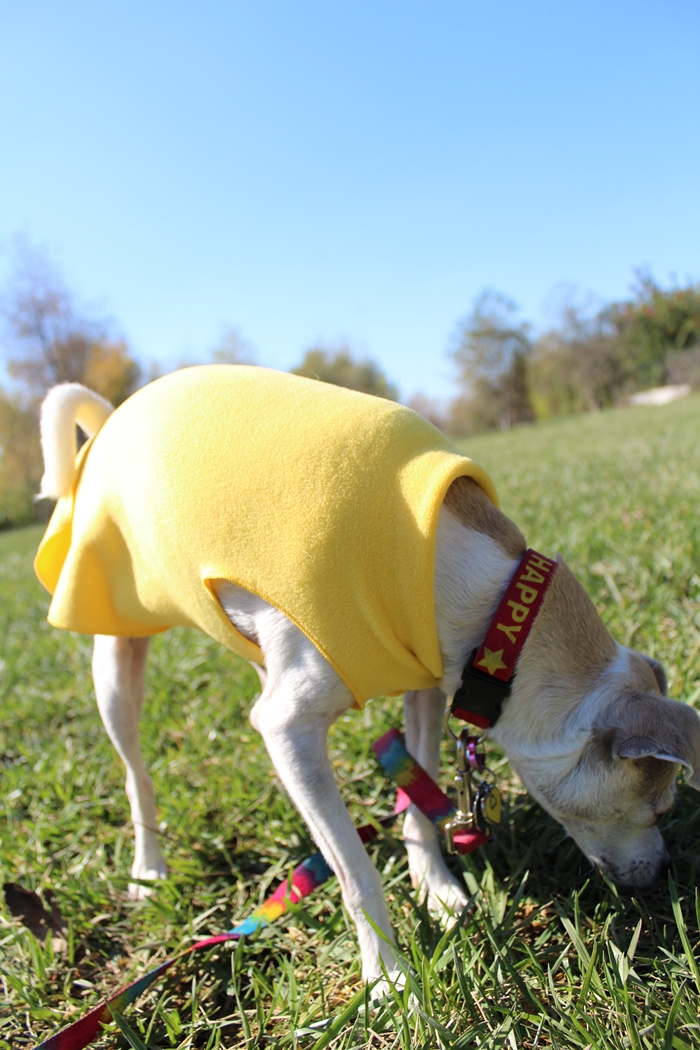 Stretchy and Stylish! Gold Paw Series Stretch Fleece Review — HAPPYHAZEL