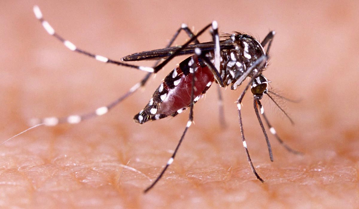 Vigilância Epidemiológica alerta sobre aumento de 94% em casos de dengue na Bahia