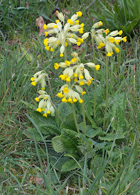 False Oxlip, Primula x polyantha, a hybrid of Primrose and Cowslip. Darrick Wood, 21 April 2012.