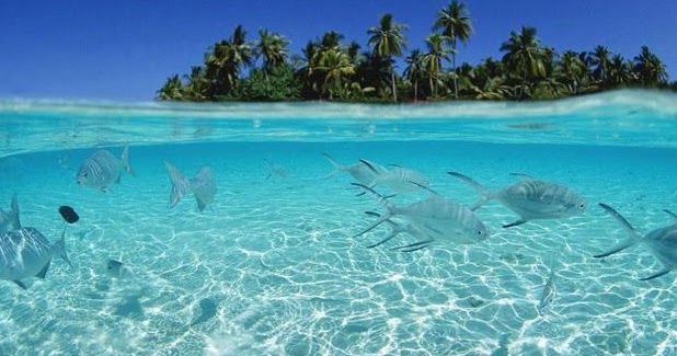 Klasifikasi Laut Berdasarkan Proses Proses Terjadi Dan Letaknya Geomedia