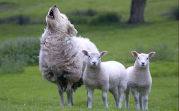Sheep don't wear wool; they grow it.