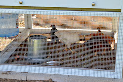 chicken coop indian entertaining ethnic kitchen