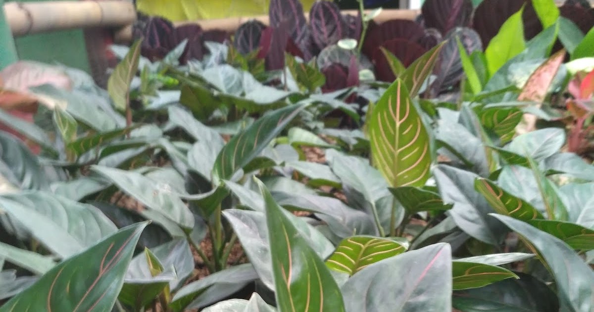 JUAL AGLONEMA ROTUNDUM TIGGERToko tanaman hias houseplants shop toko jpg (1200x630)