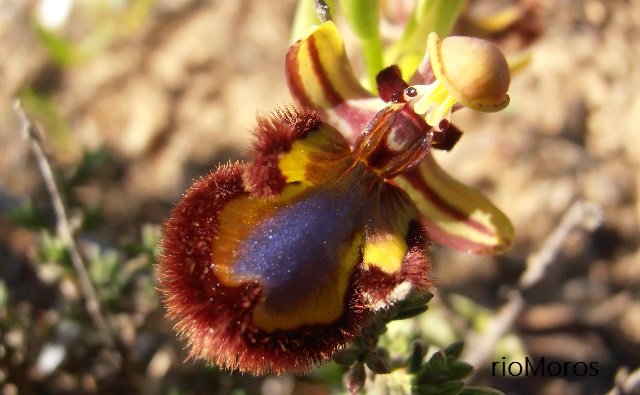 Flor de orquídea ESPEJO DE VENUS Ophrys speculum