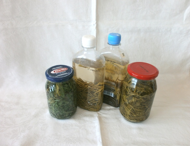 Conservarea plantelor aromatice