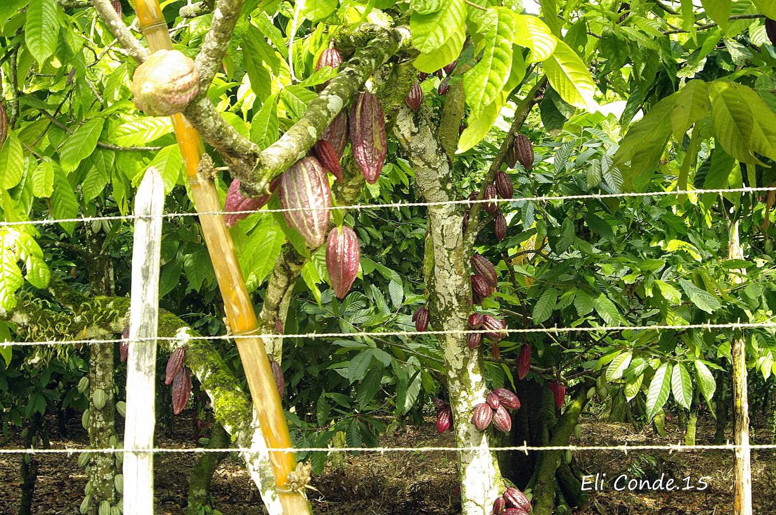 Con ojos curiosos en Rep.Dominicana un viaje muy interesante para