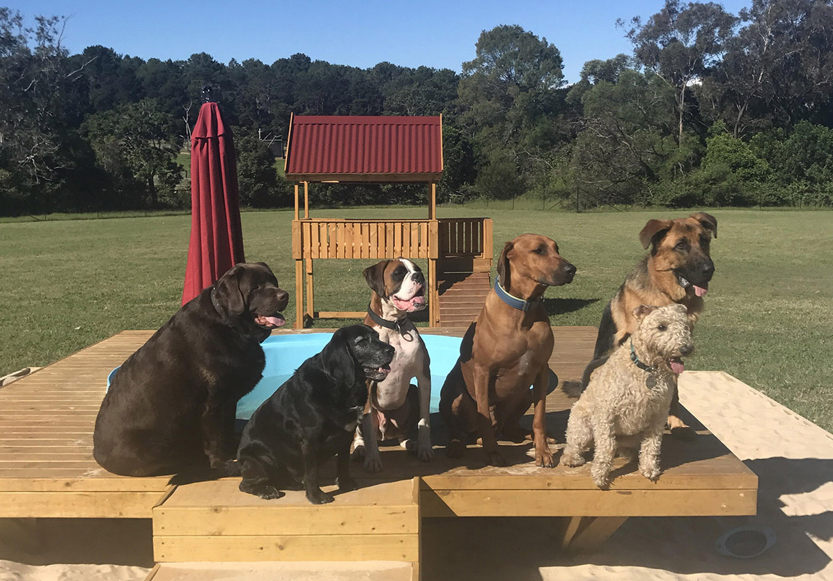 Doggy Daycare Farm Trips for Sydney Dogs Australian Dog Lover