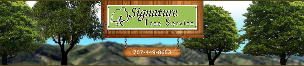 Signature Tree Service