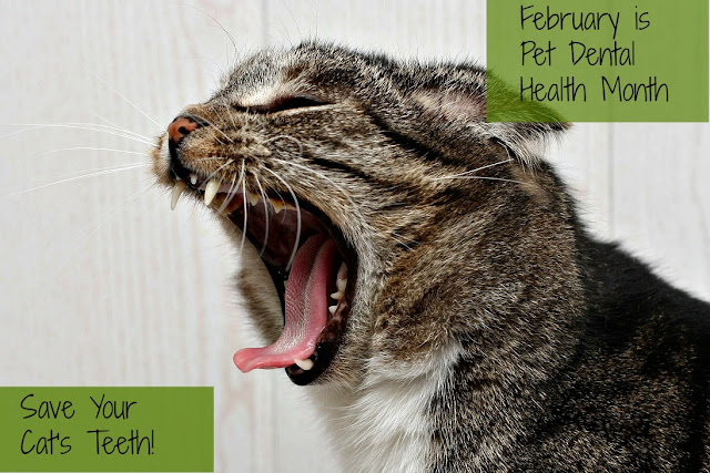 Pet dental health month