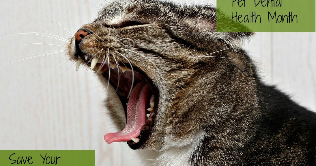 5 Signs Your Cat Needs Dental Care Lola The Rescued Cat