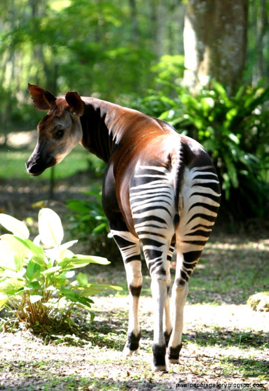 Okapi Wildlife Reserve | Wallpapers Gallery