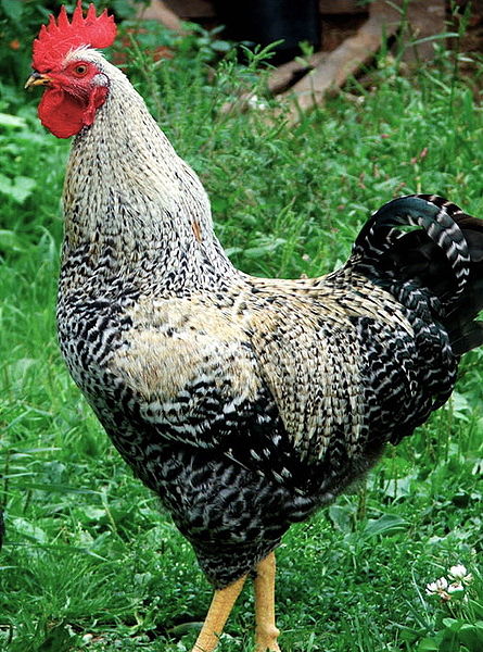 Skagit Farmers Supply ~ Back To Basics Chicken Breeds