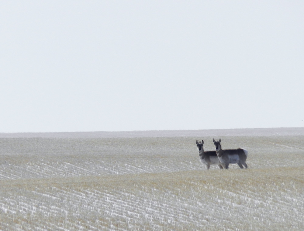 Elfshot Mule Deer and Pronghorn Antelope