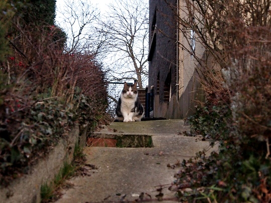 Cat from Zaventem, Belgium