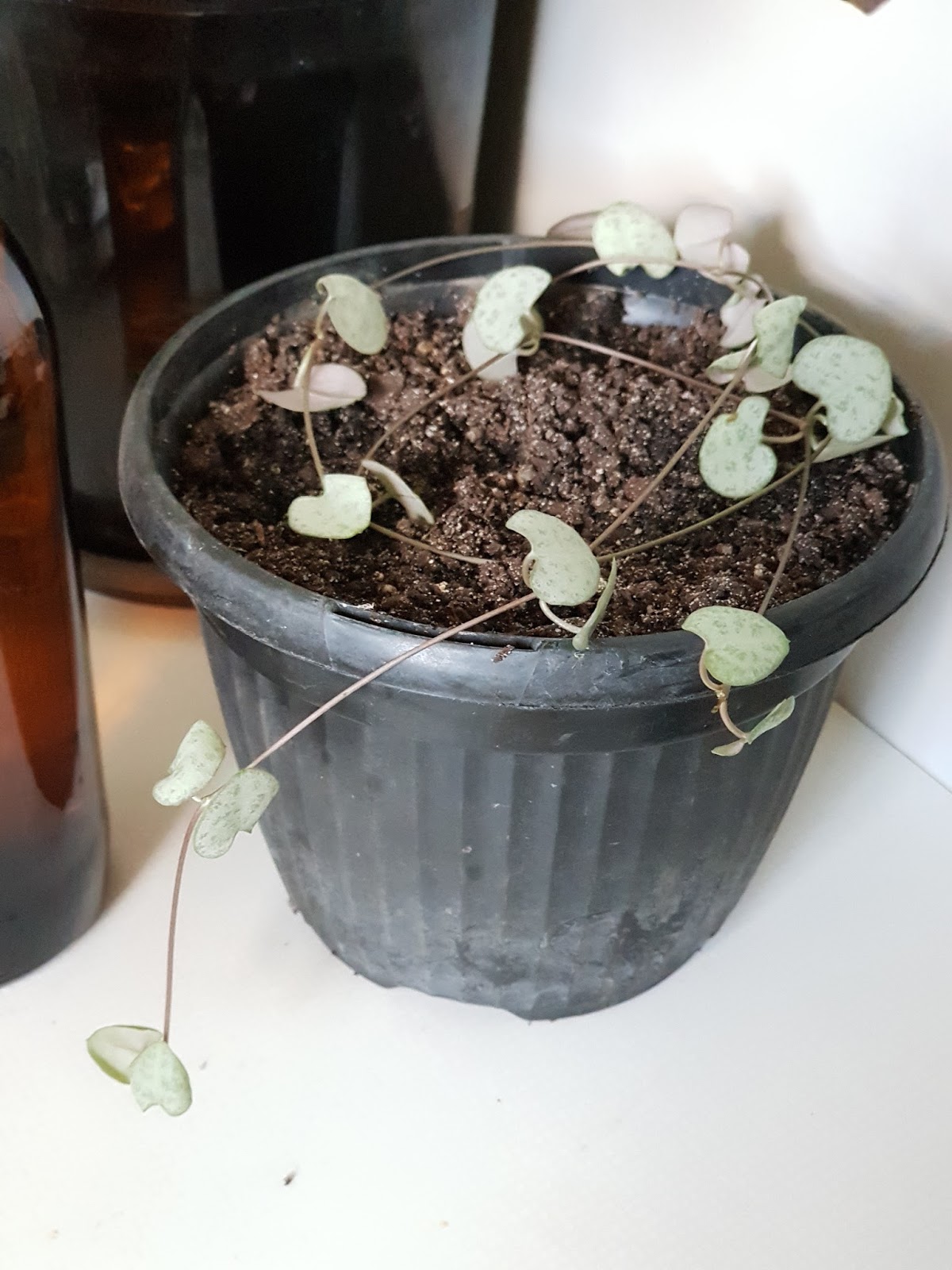 Propagating Chain of Hearts.