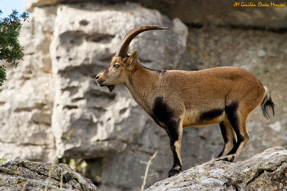 Fotografía de Naturaleza - JM Gavilán: Cabra montés (Capra pyrenaica)