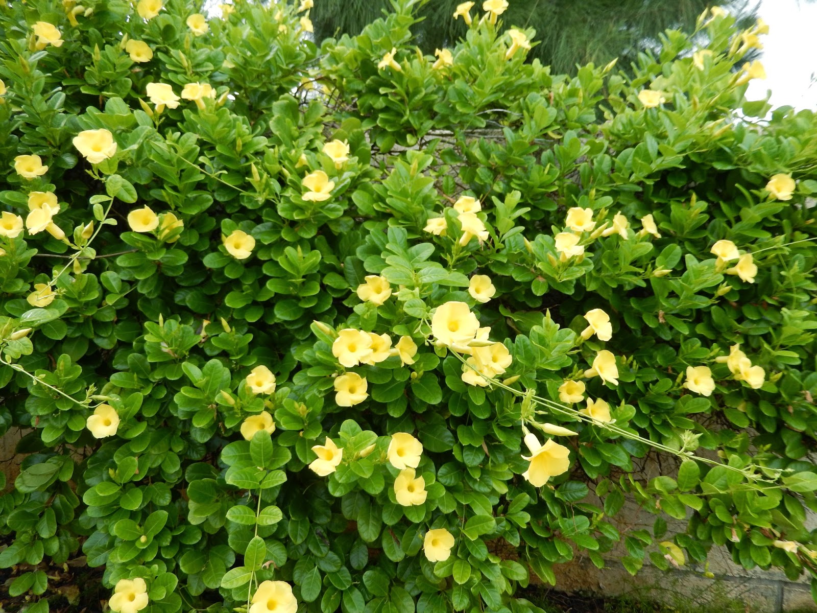 Barbados Flora & Fauna Yellow Mandevilla Vine