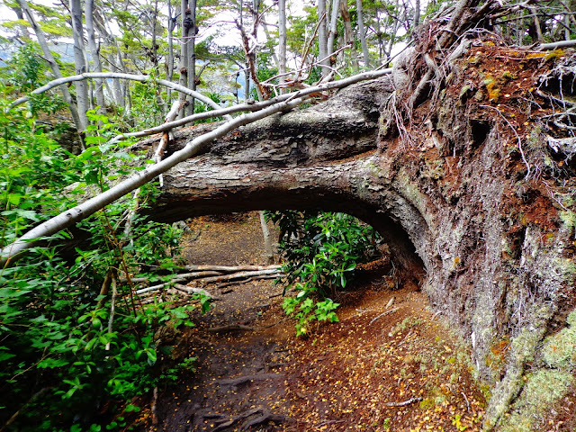ushuaia parque nacional tierra del fuego trilhas